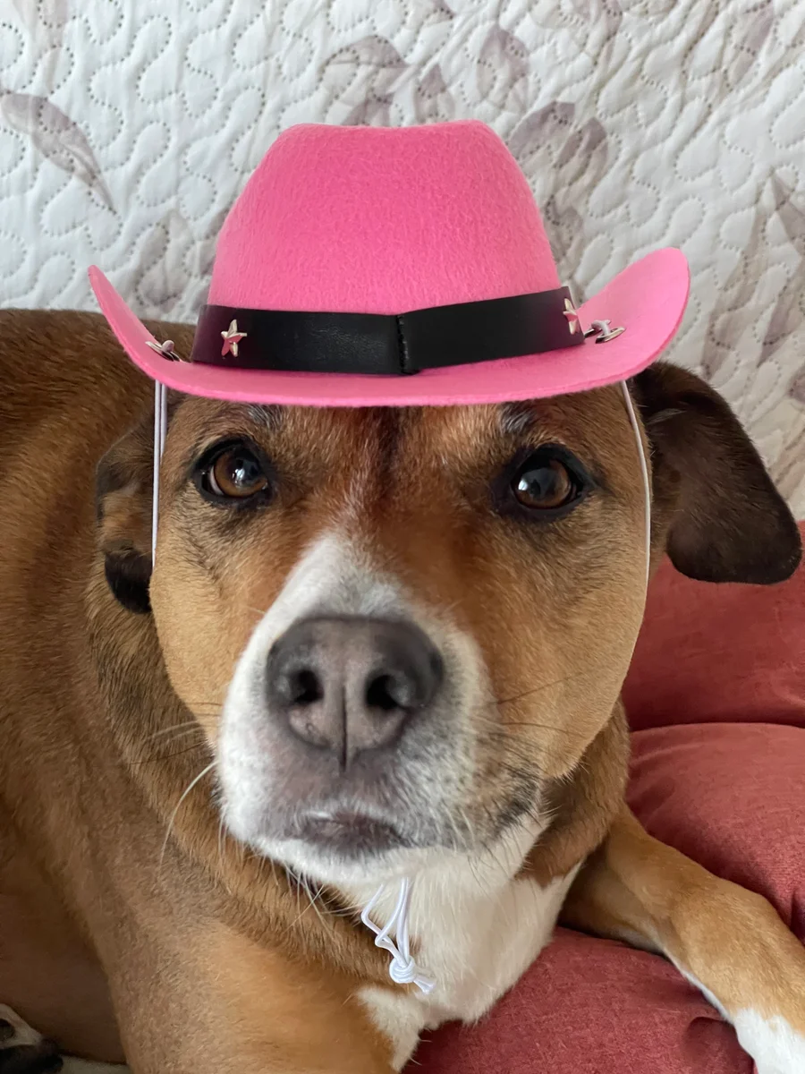 Nala, la chienne du créateur, porte un chapeau de cowboy rose.